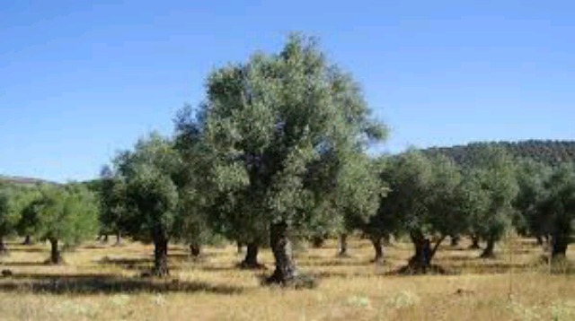 campos de olivos